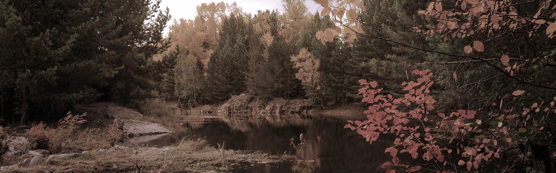 Arctic_forrest_during_autumn.jpg