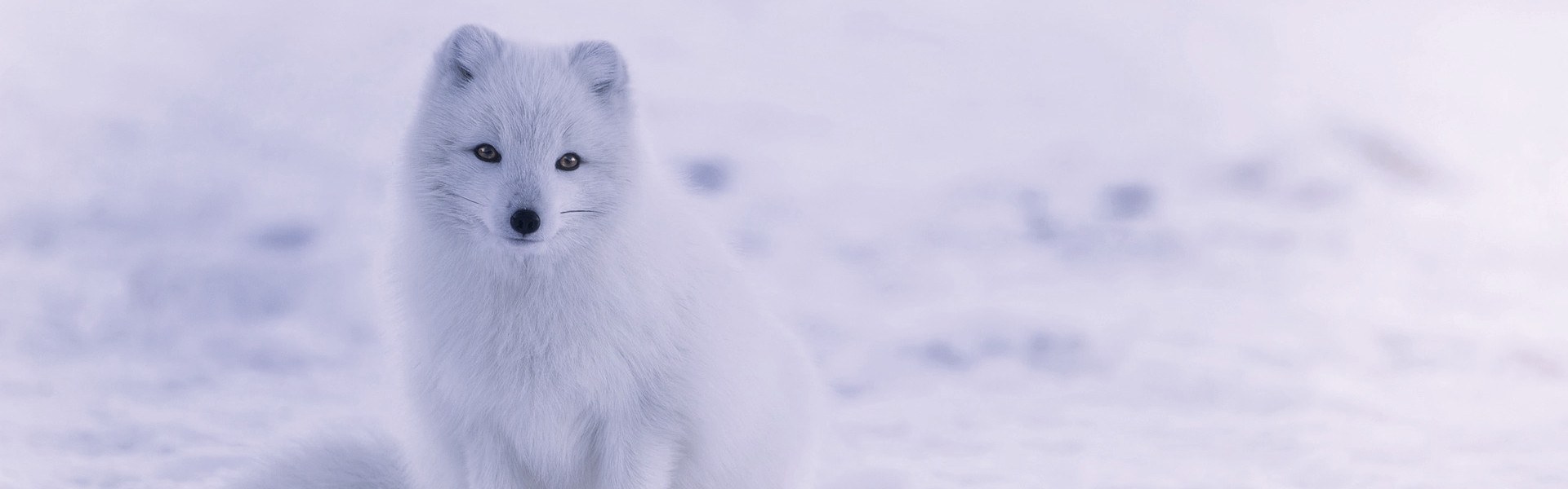 Fox_in_Iceland.jpg