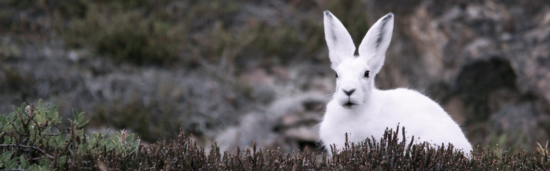 Rabbit_in_the_wild.jpg